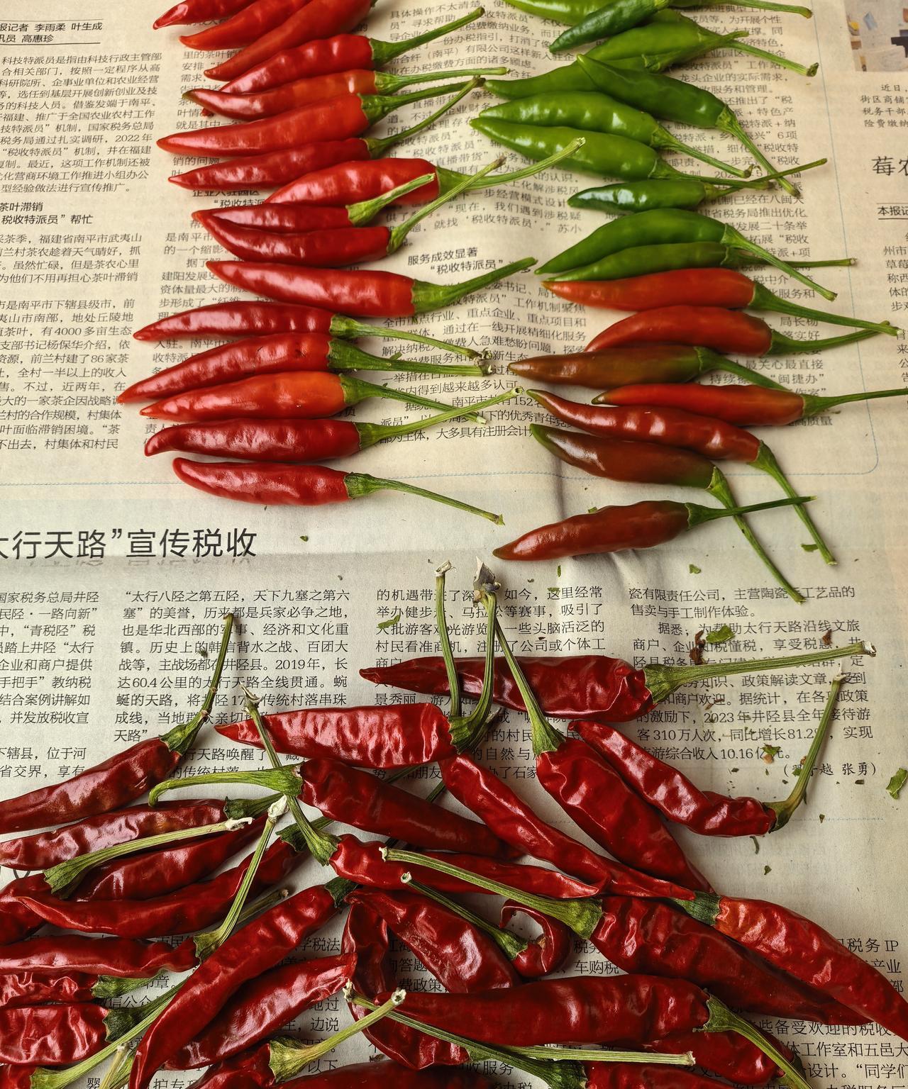 第一次听邻居说辣椒树属于多年生植物，可变成“木本”。
去网上搜搜，果然是真的，许