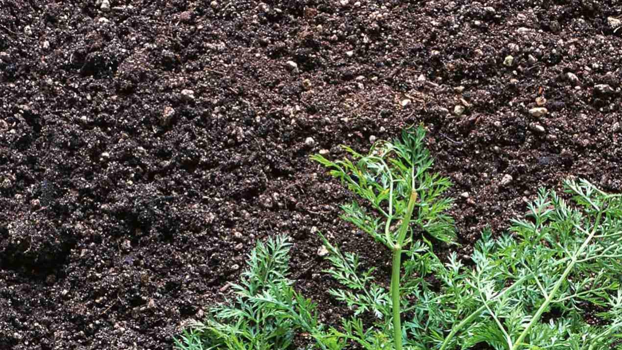 15天蜕变，越级表现，油菜地头，畅销之路开启