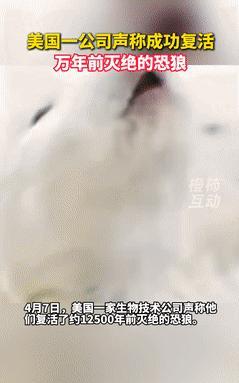 “原来‘恐龙抗狼’真的存在？”近日，美国一家科技公司宣称，他们已经成功复活了1.