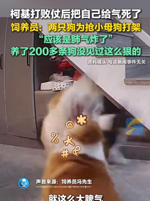 “自己把自己给气死了？！”河南鹤壁，两只柯基为了争得一只母狗的喜爱，不但吵起了架
