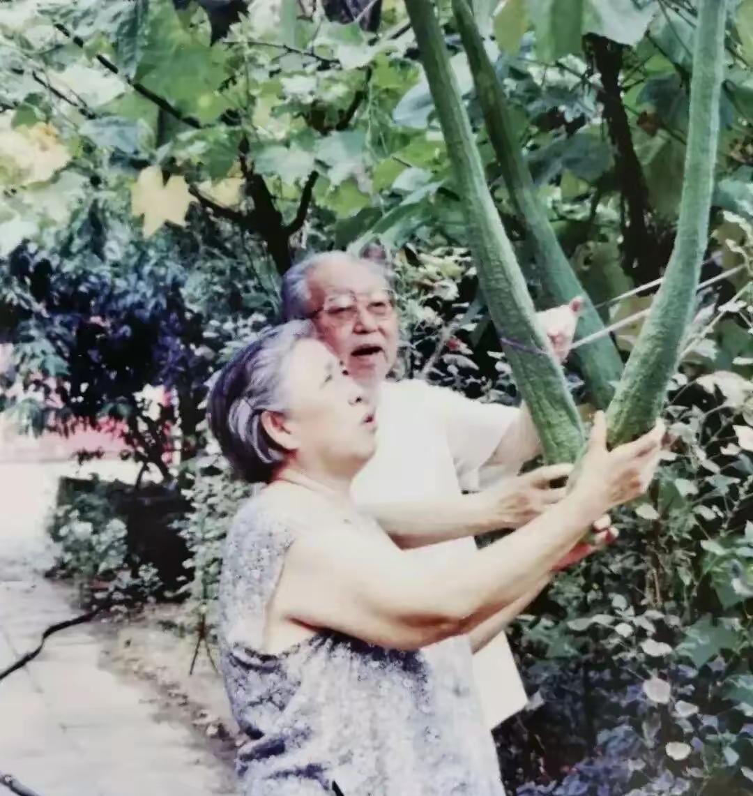 华国锋和老伴韩芝俊站在丝瓜架下，手里各攥着根刚摘的嫩丝瓜，看着水灵灵的。老爷子种