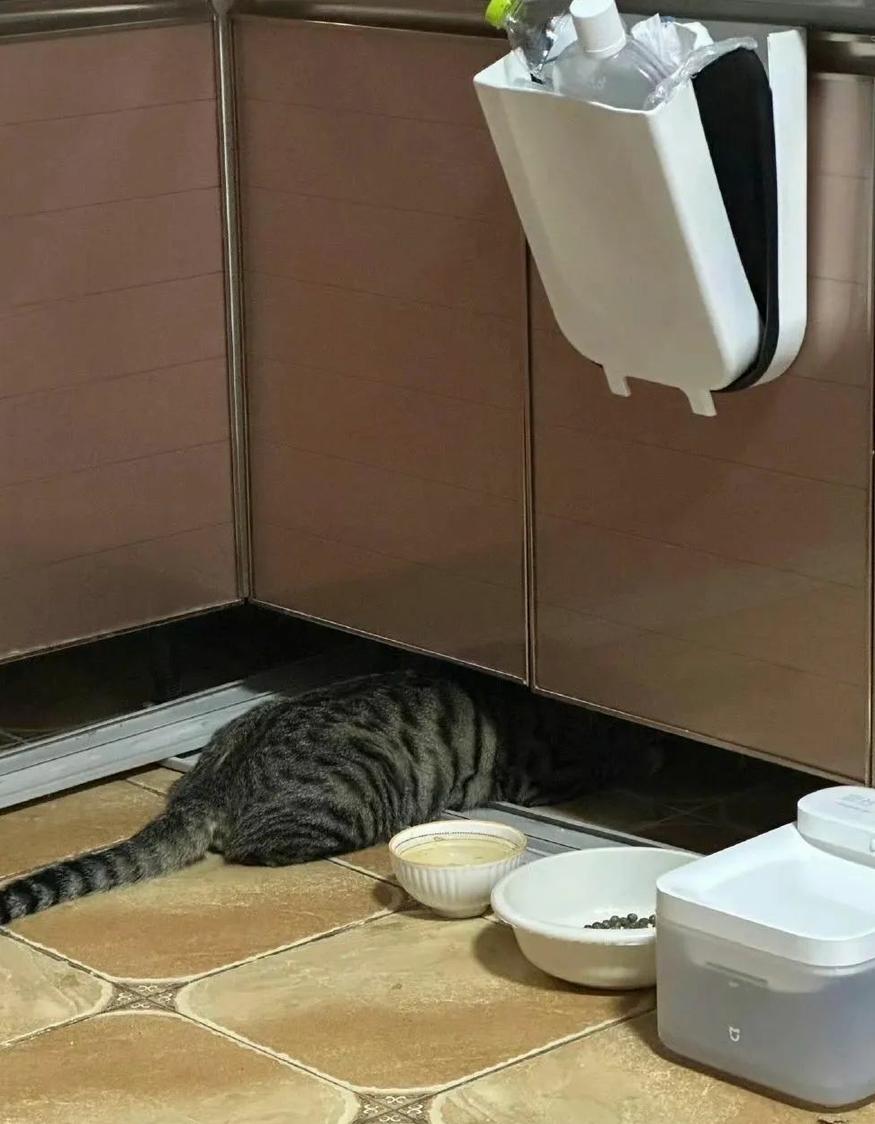 当家里的猫受不了我开灯熬夜时