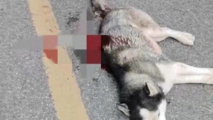 成都一流浪哈士奇咬死家养鸡 咬伤店主后被店主砍伤，因伤势较重被安乐死，店主个人信息被挂网上，警方已介