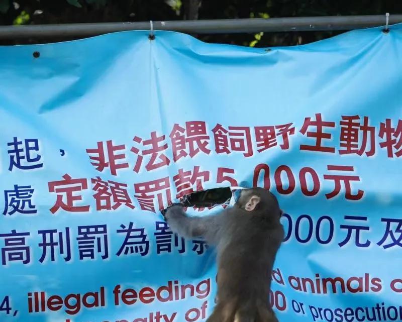 香港马喽怒撕“禁喂野生动物”横幅
        “关你咩事啊”