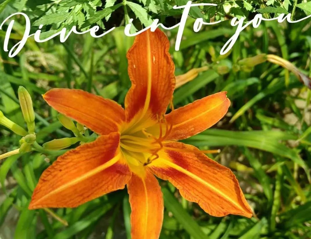 #分享随手拍的美照#
总觉得一些草开出的花儿更艳丽，更柔美，更壮人心目！
你瞧，