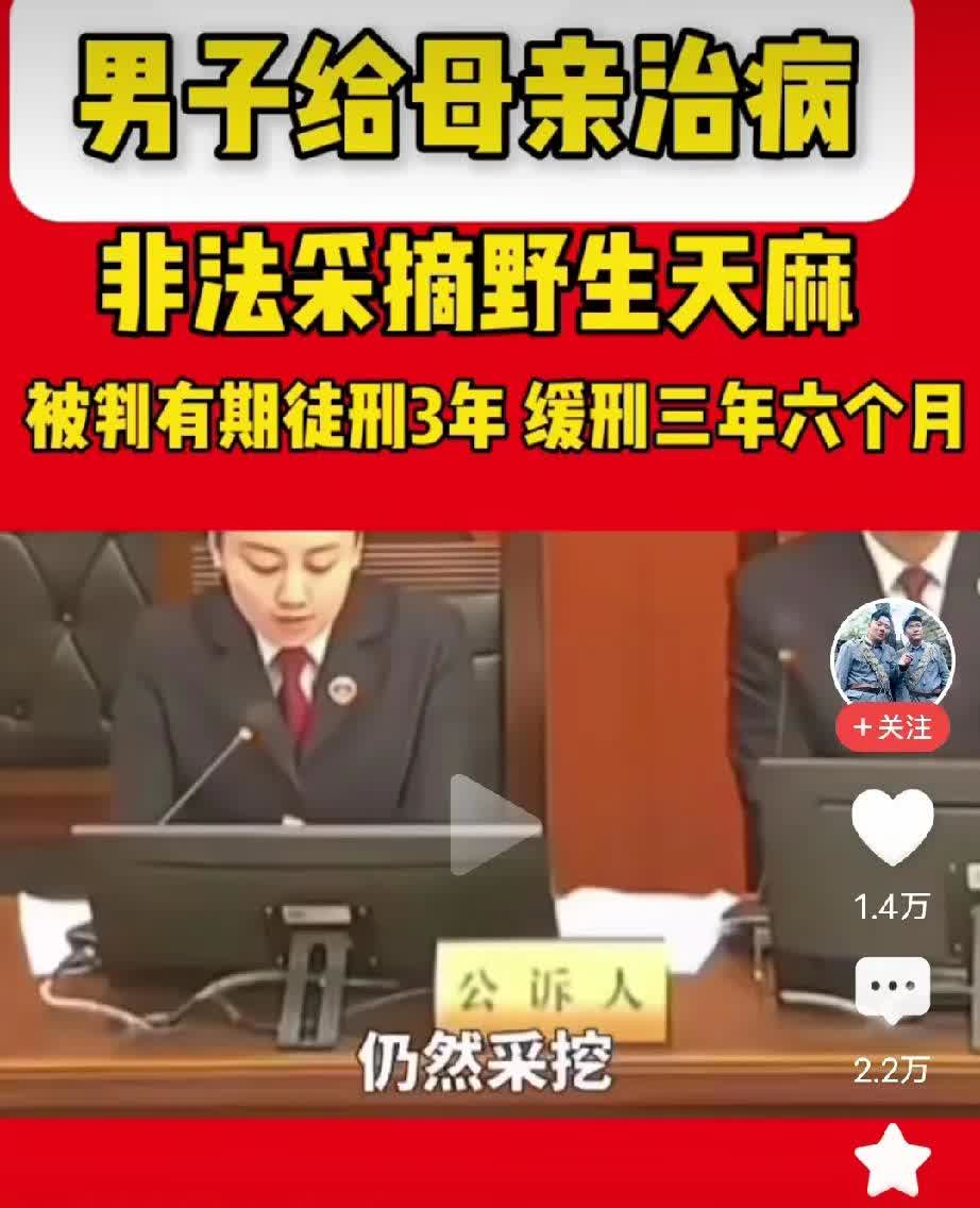 男子因采挖野生天麻为母治病被判刑！！！
看到这条消息，说实话，我挺惊讶的。天麻