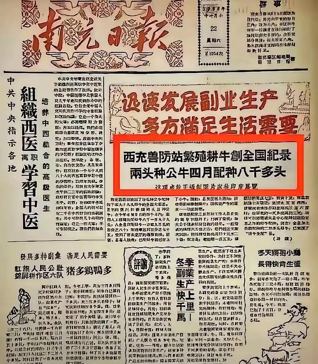 当年我们的农业达到了历史之最，现在完全落后于当时！1头公牛平均每天交配30头母牛