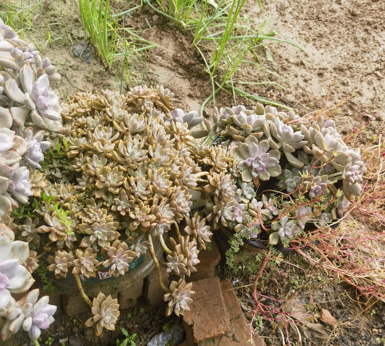 瞧瞧，瞧瞧！
头两张是妹妹在老家扔在室外，不管不问，任它风吹雨淋的多肉。
第三张