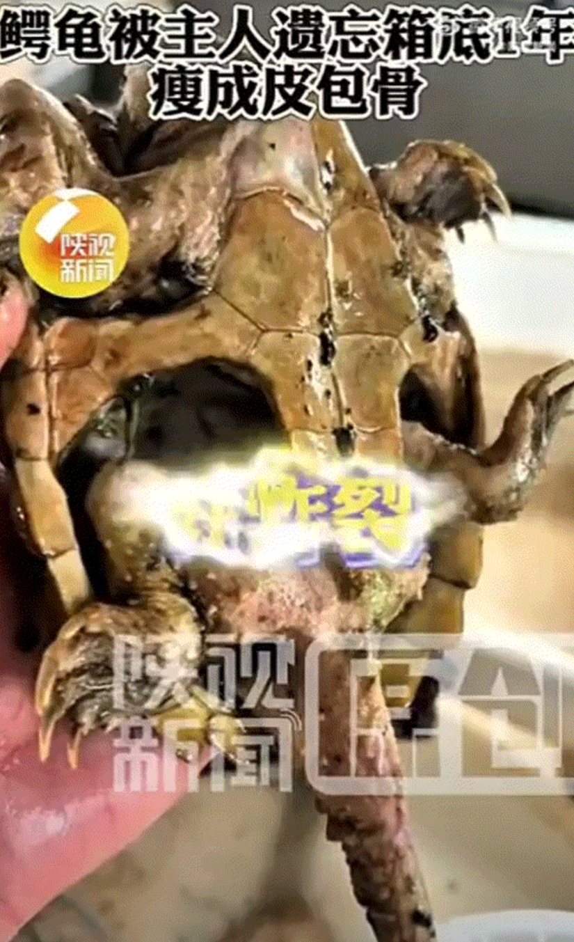 广东，一男子发视频称，最近在家中的一个箱底里，发现了一只被自己遗忘了一年的鳄龟，