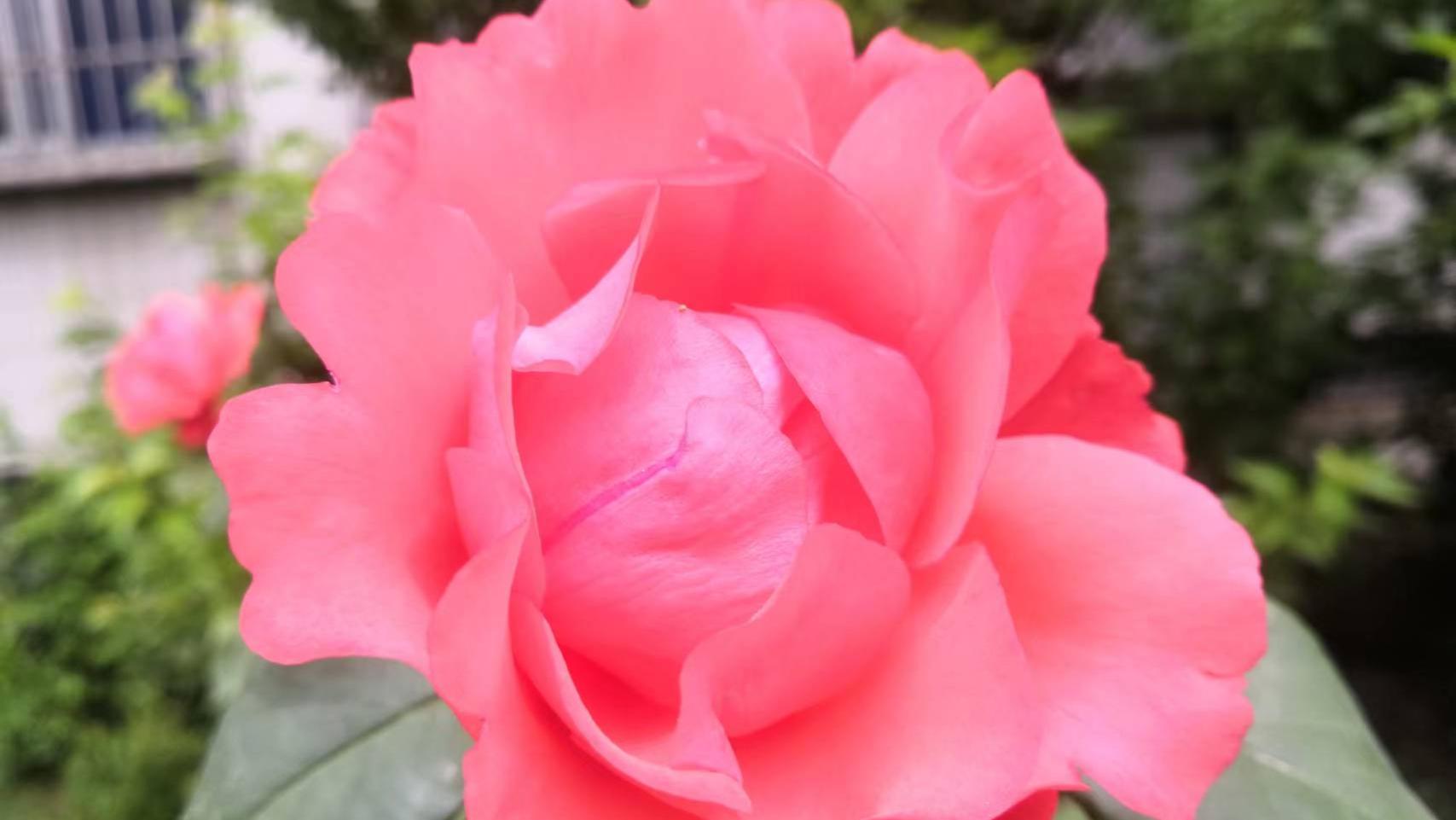 三分热烈八分浪漫，给你一心一意的爱情