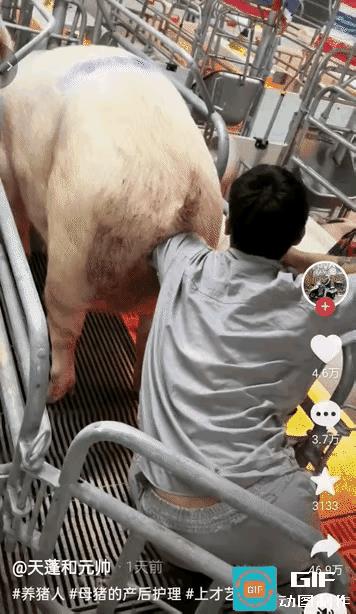 胎盘不剥出来，猪得死，人也是一样，滞留胎盘，必需人工剥下，否则命都没有
网友：当