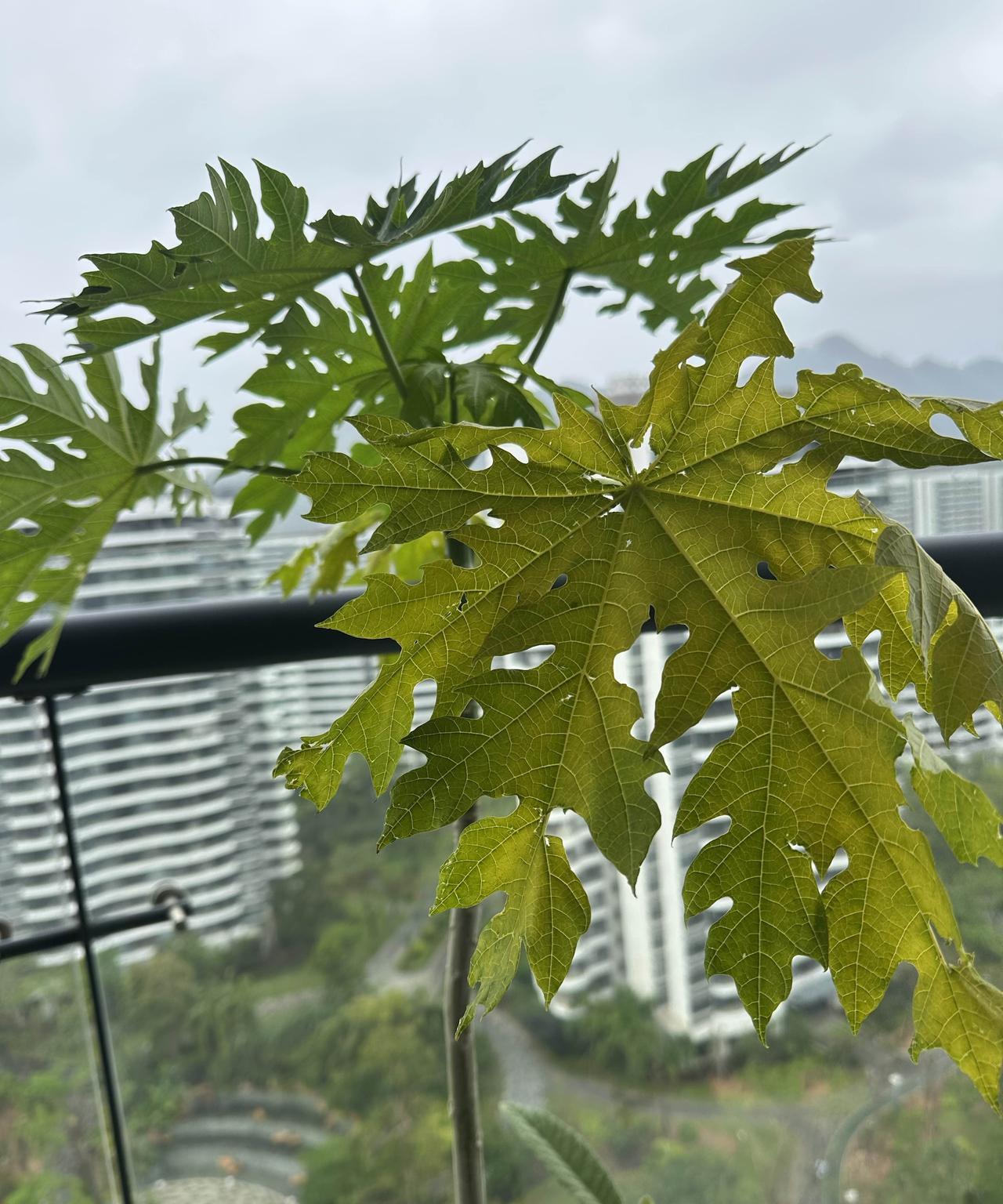 说完车的事儿，弟弟切入正题，说：＂前段时间那个去特殊学校的孩子，在那儿待了两个月