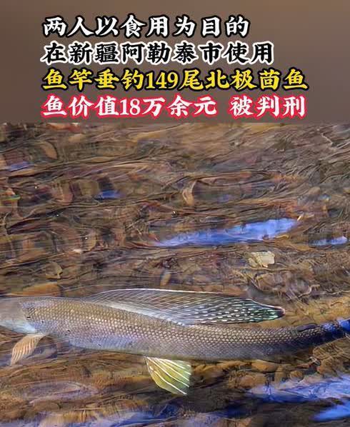新疆阿勒泰，两男子结伴去钓了131条北极茴鱼，准备带回家烹饪。谁知在回家途中，被