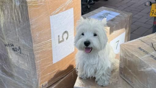 北京搬家顺风车 北京到全国各地物流公司 跨省跨市长途搬家物流带宠物回家带宠物出行全国性顺风车回程车搬