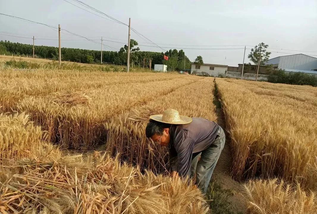 你见过这样的科学家吗
坚持种地40年，每天守在麦地
甚至家里也变成了麦场
这就是