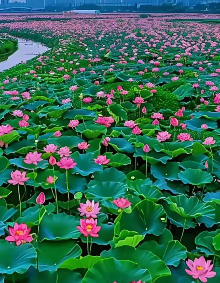 #分享你手机里的荷塘风景#