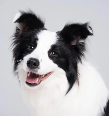 🐾夏日养狗避雷指南！这 6 个行为正在悄悄伤害毛孩子，90% 铲屎官都踩过坑！