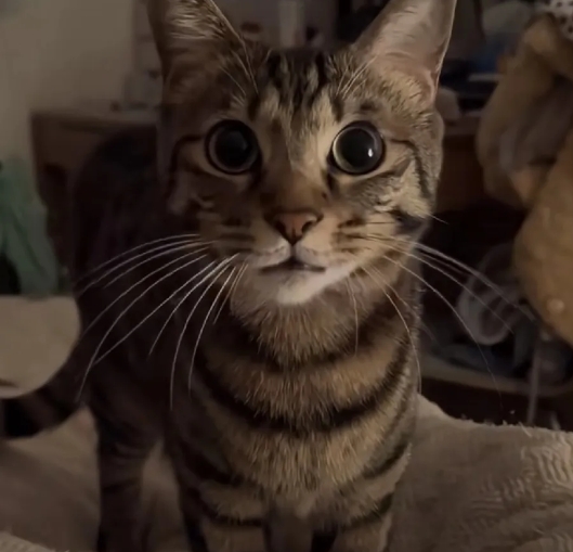 半夜被猫吵醒，我以为它又闹腾，结果竟然是为了救命！