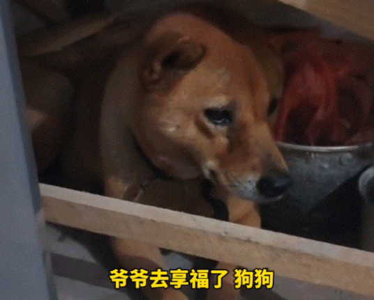 太有灵性了！广东，女子晚上给爷爷守灵，突然发现屋子里有动静，她小心翼翼的推开门，