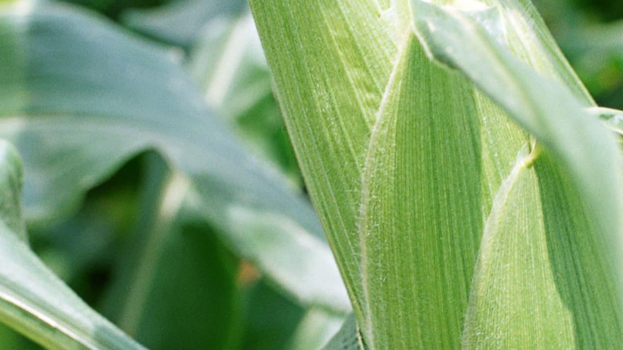 30天甘蔗甜如诗，病虫要早防，福建漳州，甘蔗闽南之甜