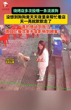 “太通人性了！”长春，一家烧烤摊的老板娘经常投喂流浪狗，没想到“收获”了一位忠诚