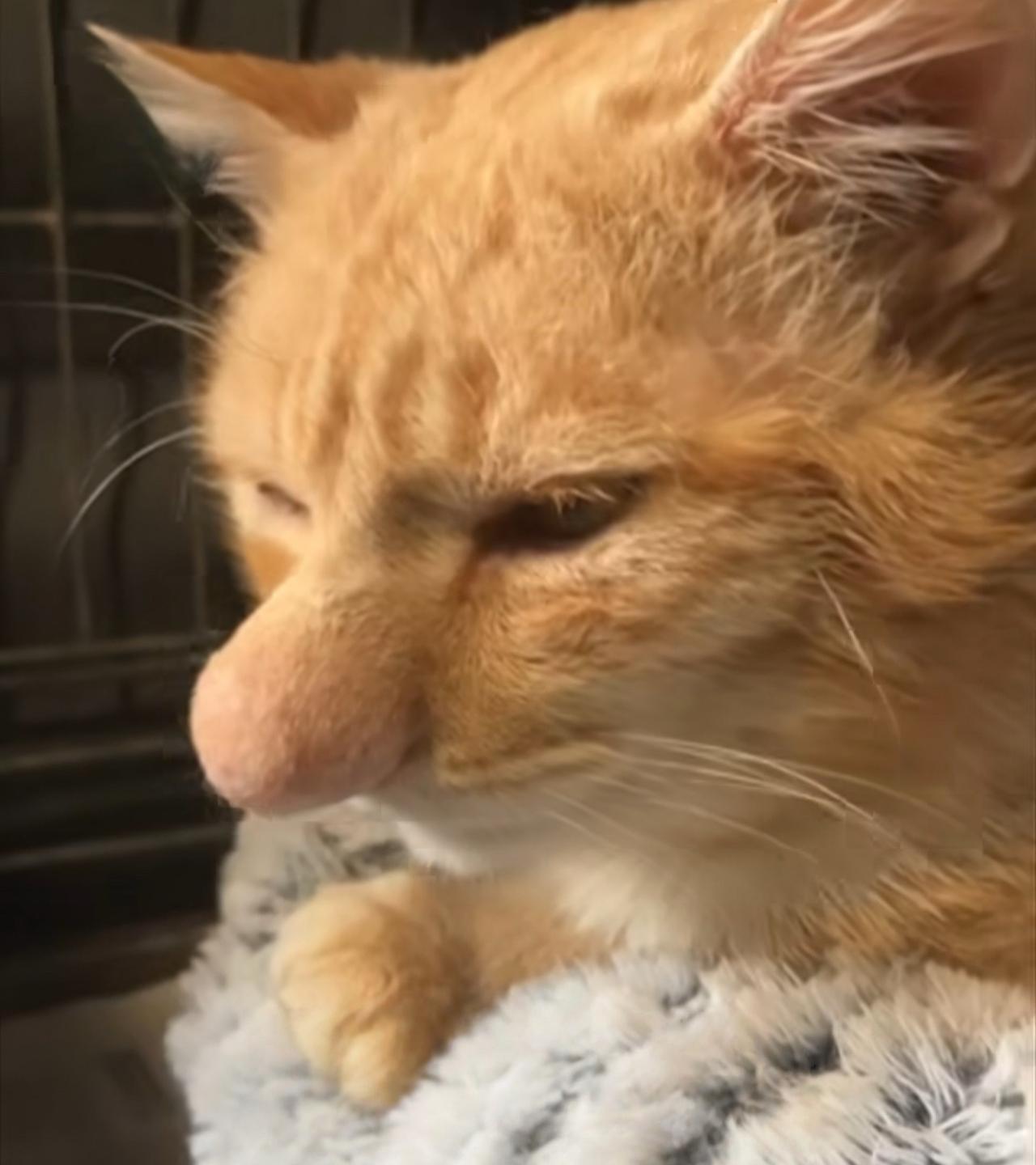 这只小猫叫巴尼，它有个超大的鼻子！
它现在待在北爱尔兰利斯本一家专门救猫的慈善机