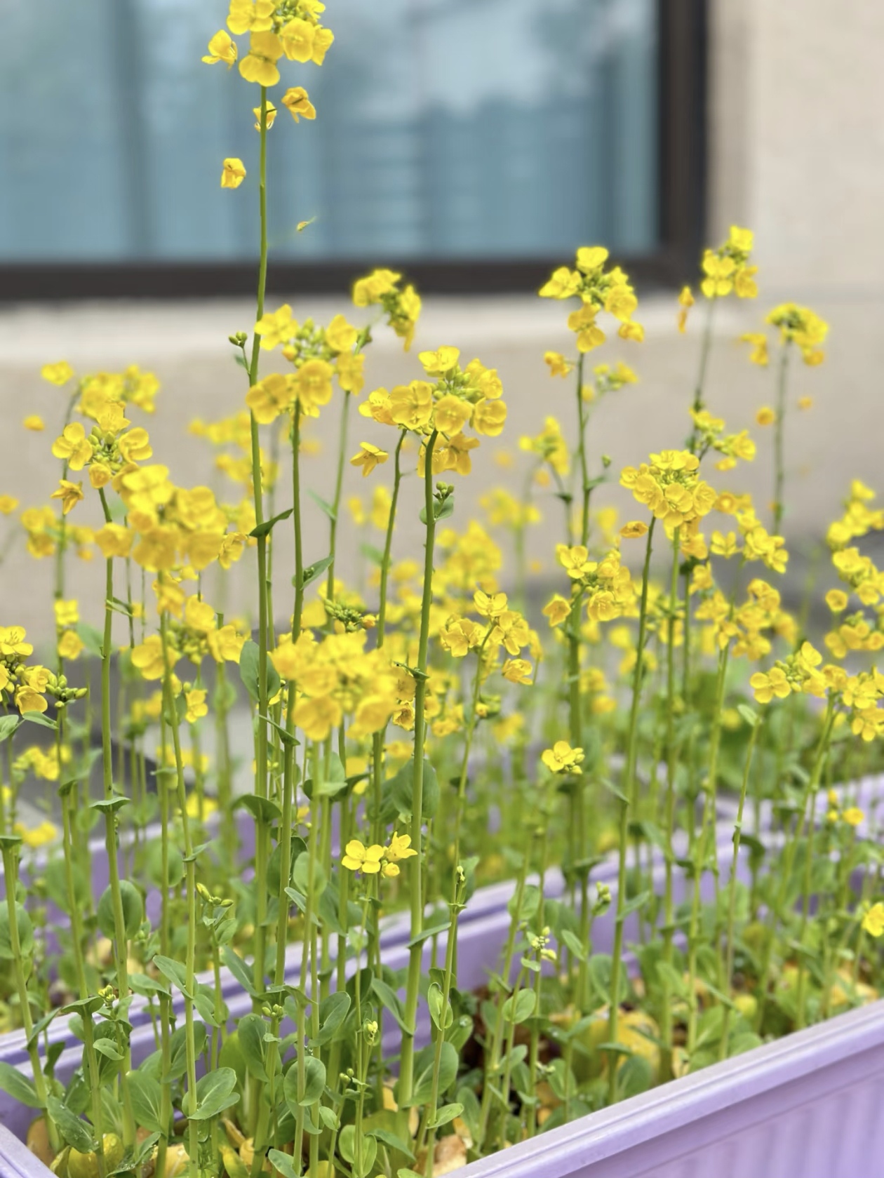 十月种菜清单：小油菜，20 天就能吃，撒籽就长！