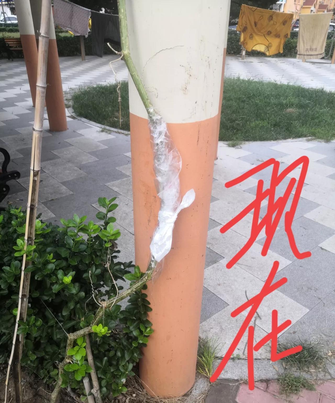 不吐不快 好好的葫芦藤被人砸扁了
#分享城市新鲜事#
这几天，小区里很多大哥大姐
