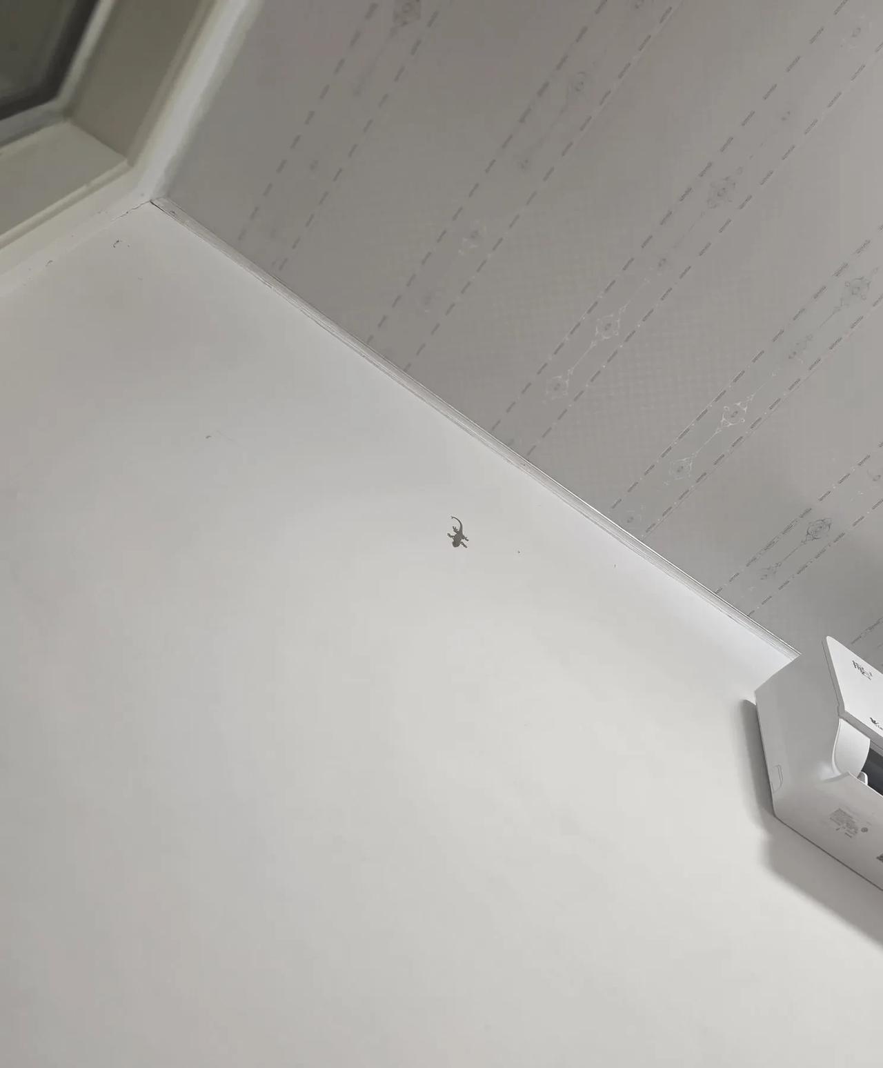 换个人，可能吓得不行，尤其女性……
看到了吧？是不是很醒目？你有没有紧张？它的样