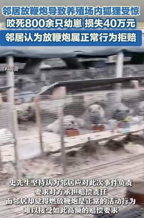 内蒙古一养殖户遭飞来横祸！邻居地头放鞭炮驱鸟，竟致800多只珍贵狐狸幼崽被受惊母
