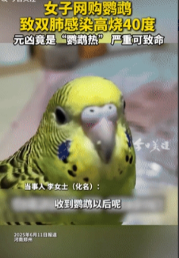 “倒大霉了！”6月12日，河南郑州，一女子花50元在网上购买了只鹦鹉，没想到，收