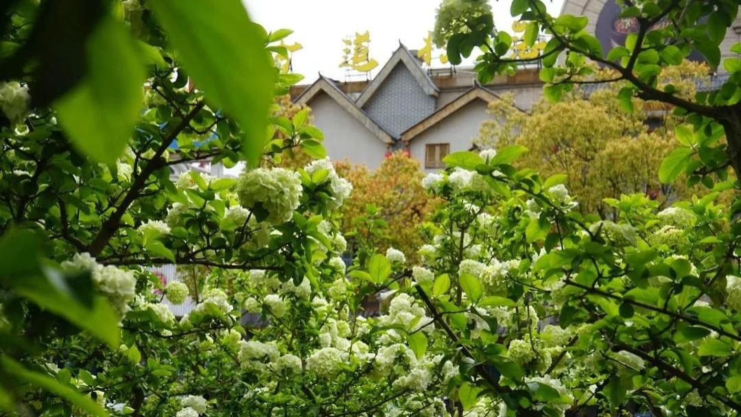 上海东领推荐——金山历史：前京大道下的三千年建制密码