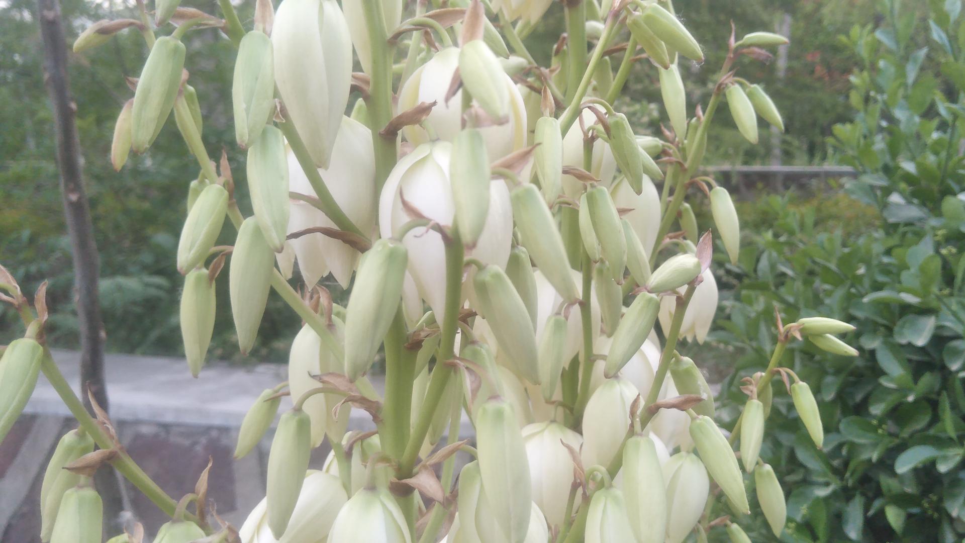 凤尾丝兰，有多少人把它和剑麻混淆在一起