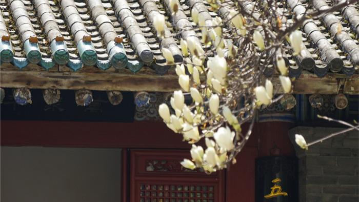 西安三月赏花，这座地铁直达的低调古寺，人少清幽！玉兰正美