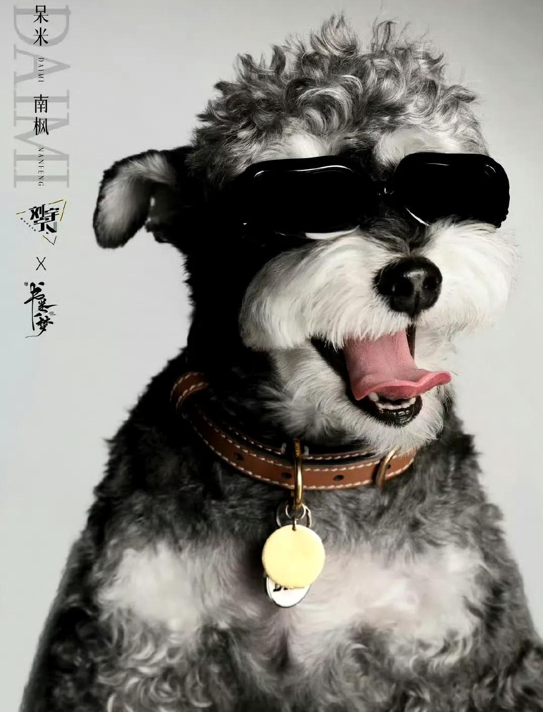 刘宇宁家的小狗，刘呆米，
又出来营业了。
经纪人刘宇宁帮它接了第一个角色，
名字