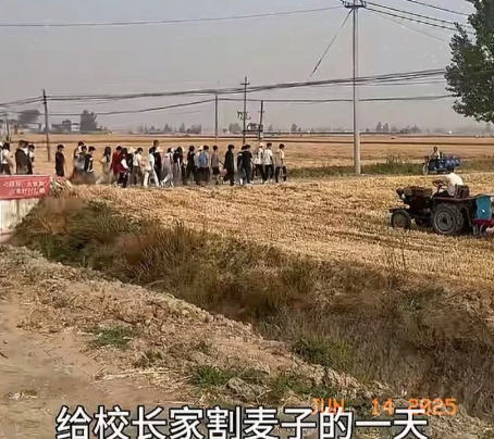 凌晨五点，校长陈鹏亮带着学生们到麦地里割麦，虽然是清晨，但学生们充满干劲，干活的