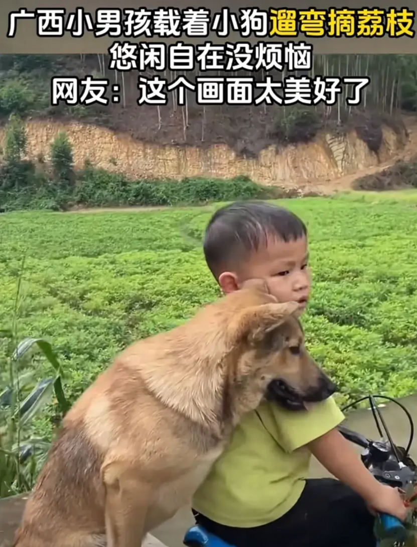 太治愈了！近日，广西一小男孩，大概七八岁的样子，带着狗狗去荔枝园摘荔枝。回来的路