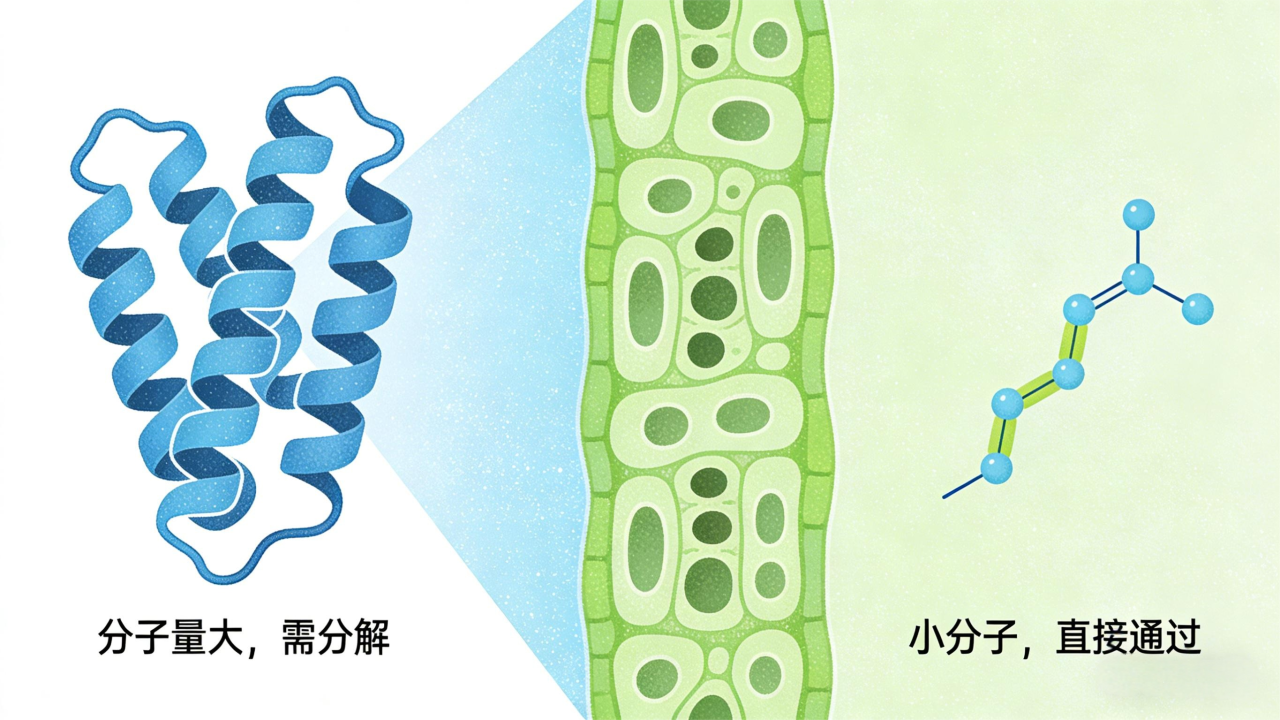 为什么肥料“喂不进”？从短链肽看吸收的门道