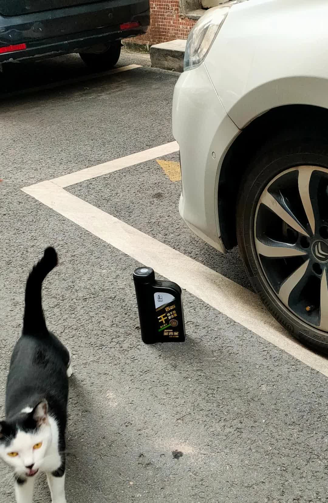 猫也嫌弃我加机油。法系，用用心吧[笑哭][笑哭][笑哭]，国六B法系还是有相当部
