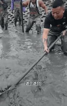 太生猛了！真怕一口下去咬住这哥们的头，这大龟体型真大，与它打交道真要格外小心。疑