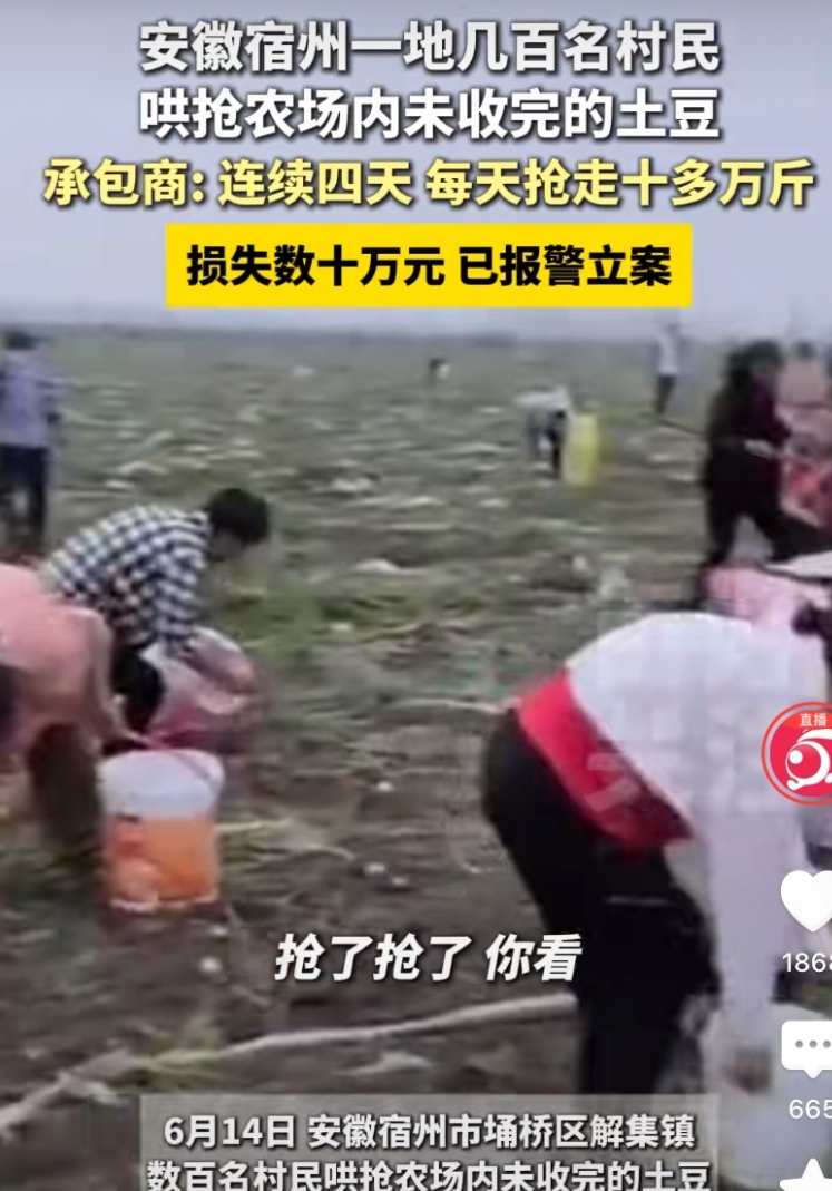 安徽宿州，男子承包土地种土豆，结果还未收获完毕，竟然遭到数百名村民连续哄抢4天，