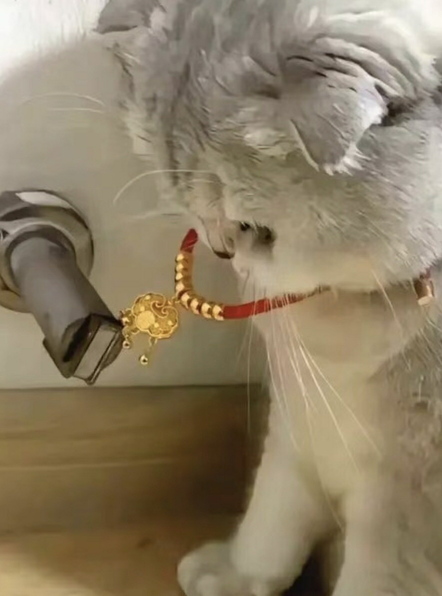 猫咪辨出了真假。