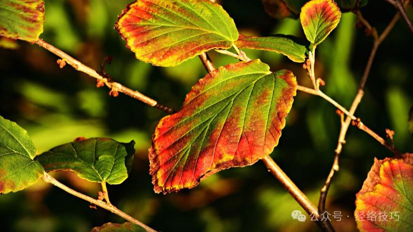 总是排气多、气味重？可能是身体发出的“提醒”，建议留心