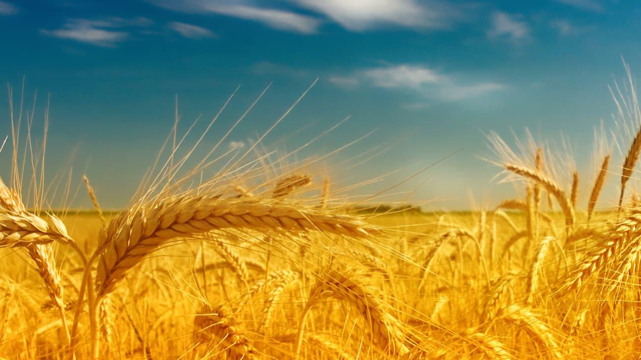 七天浇水心得分享，实用指南，长江流域，大豆绿意浓浓