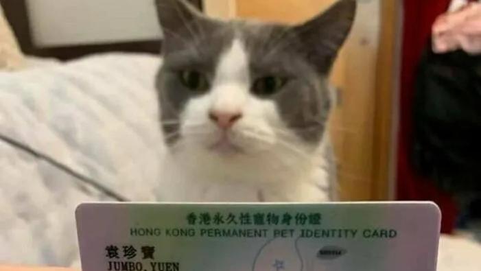 孤陋寡闻了，猫也有身份证？
