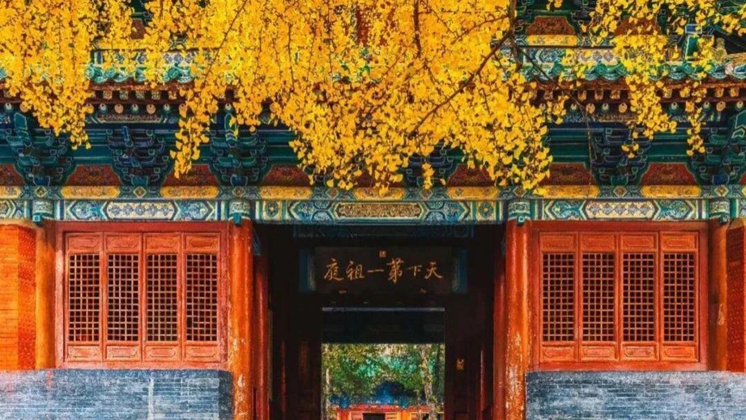 【少林寺银杏】秋赏指南：千年禅韵与金甲黄叶的邂逅