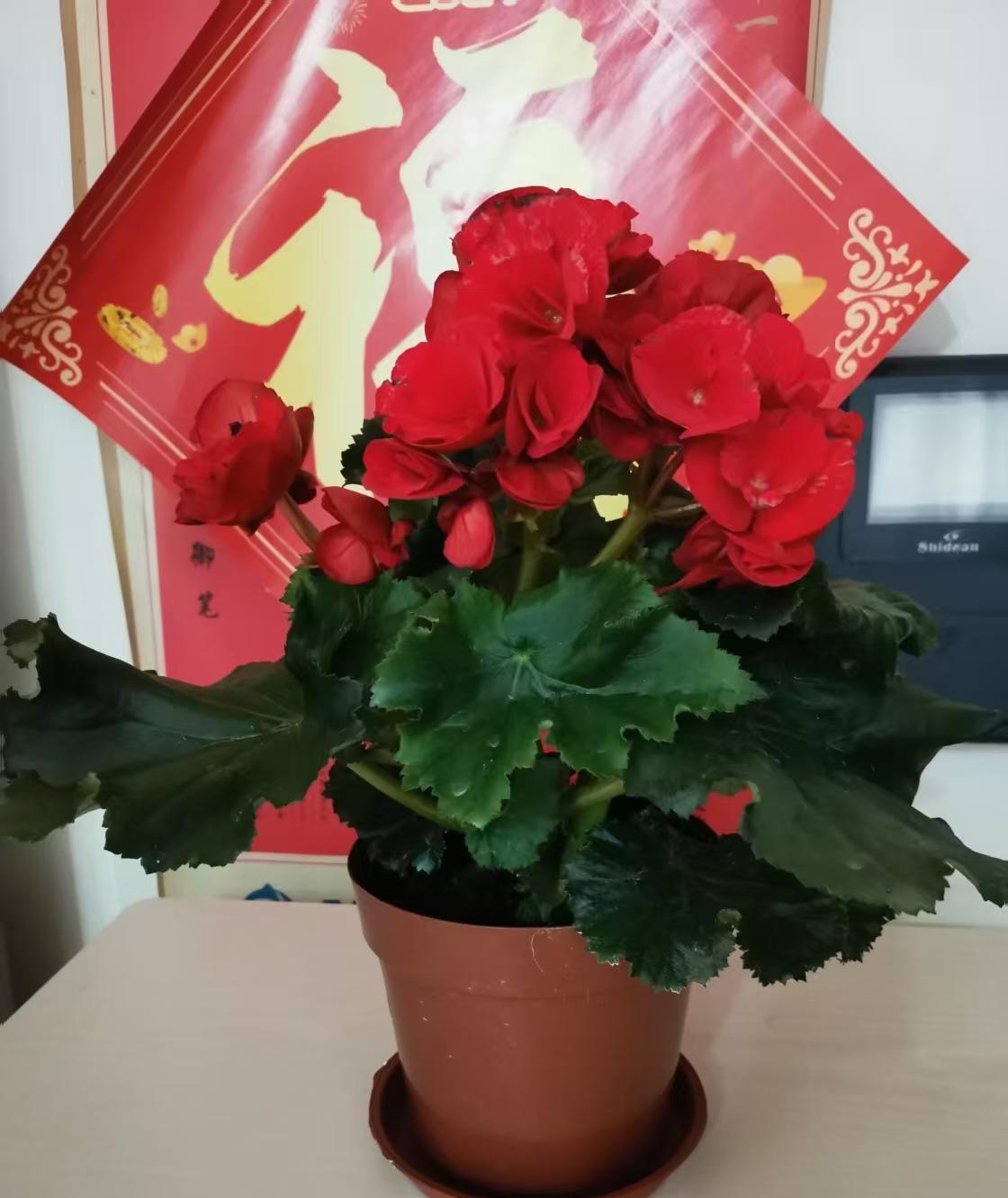 Day 655：抄录王国维《人间诗话》之五一。
2025-6-14抄书打卡。