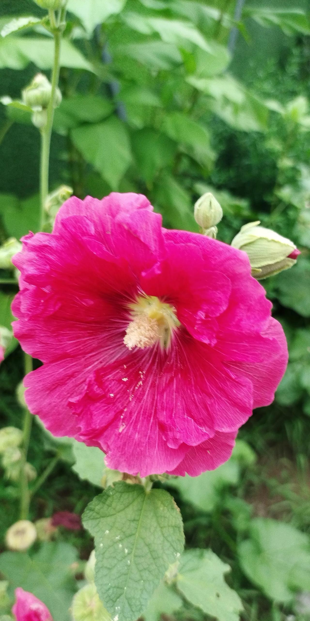 花开夏日