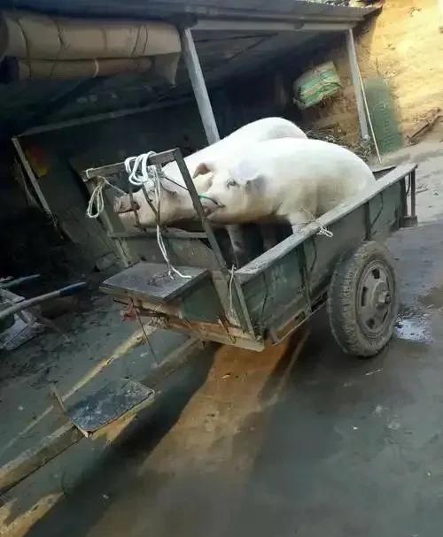 “太离奇！”江苏，一村民驾驶拖拉机，拉4头猪去屠宰场，一男子坐车后看管，途中见猪