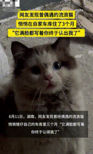 “万物皆有灵性！”湖南一女子去车库时，意外发现之前一只流浪猫，咪本来想转身走。不